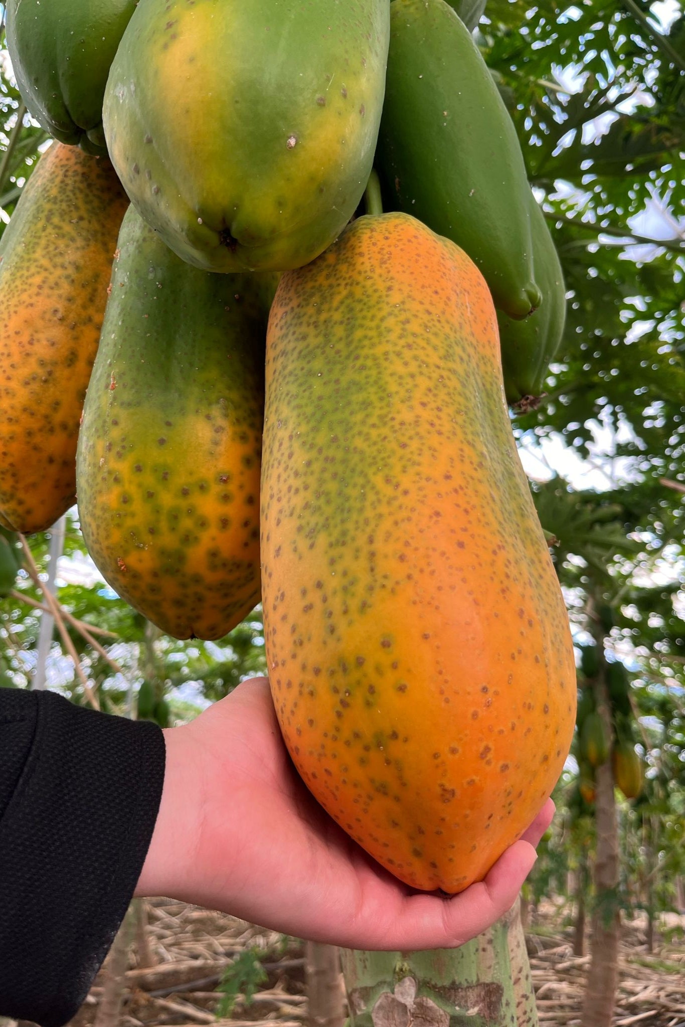 Papaya 2 Adet (900 Gram üzeri)